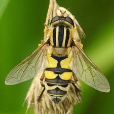 Attēlu rezultāti vaicājumam “Helophilus sp.”