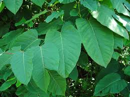 Attēlu rezultāti vaicājumam “Reynoutria sachalinensis”