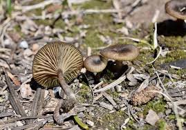 Attēlu rezultāti vaicājumam “Arrhenia retiruga”