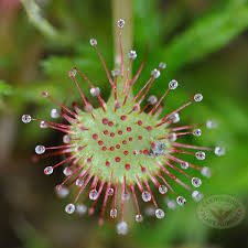 Attēlu rezultāti vaicājumam “Drosera rotundifolia leaf”