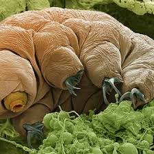 Attēlu rezultāti vaicājumam “Tortula truncata sporophyte”