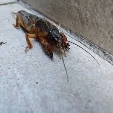 Attēlu rezultāti vaicājumam “Grypocoris sexguttatus imago”