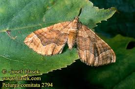 Attēlu rezultāti vaicājumam “Pelurga comitata”