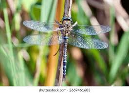 Attēlu rezultāti vaicājumam “Aeshna mixta”