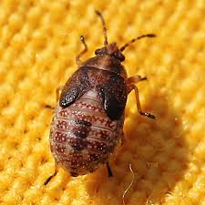 Attēlu rezultāti vaicājumam “Kleidocerys resedae imago”