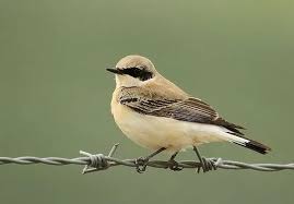 Attēlu rezultāti vaicājumam “Oenanthe oenanthe”