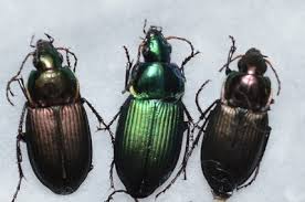 Attēlu rezultāti vaicājumam “Poecilus cupreus”