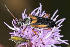 Attēlu rezultāti vaicājumam “Chrysanthia geniculata”