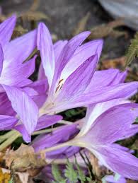 Attēlu rezultāti vaicājumam “Colchicum autumnale flower”