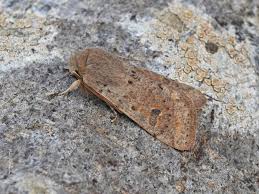 Attēlu rezultāti vaicājumam “Orthosia cruda”