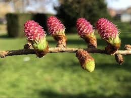 Attēlu rezultāti vaicājumam “Larix kaempferi female flower”