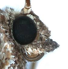 Attēlu rezultāti vaicājumam “Larentia clavaria”