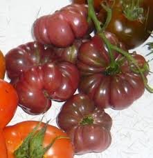 Afbeeldingsresultaat voor purple calabash tomato