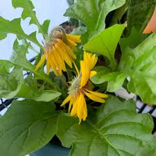 Attēlu rezultāti vaicājumam “Taraxacum suecicum”