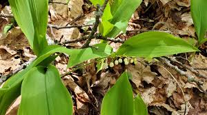 Attēlu rezultāti vaicājumam “Convallaria majalis leaf”