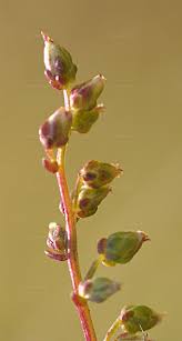 Attēlu rezultāti vaicājumam “Artemisia campestris bud”
