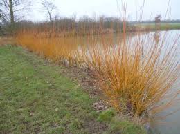 Attēlu rezultāti vaicājumam “Salix alba var. vitellina”