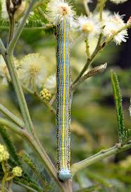 Attēlu rezultāti vaicājumam “Agonopterix ciliella imago”