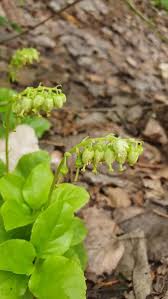 Attēlu rezultāti vaicājumam “Orthilia secunda leaf”
