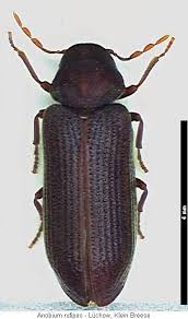 Attēlu rezultāti vaicājumam “Anobium pertinax”