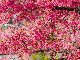Image result for 緋寒桜