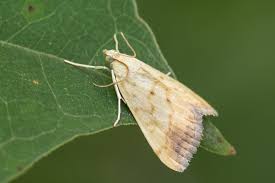 Attēlu rezultāti vaicājumam “Evergestis extimalis”