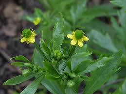 Attēlu rezultāti vaicājumam “Ranunculus sceleratus leaf”
