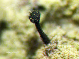 Attēlu rezultāti vaicājumam “Microcalicium disseminatum”