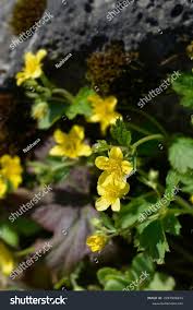 Attēlu rezultāti vaicājumam “Waldsteinia geoides flower”