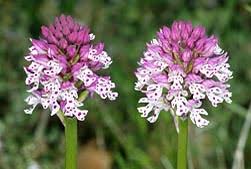 Attēlu rezultāti vaicājumam “Orchis ustulata”