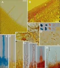 Attēlu rezultāti vaicājumam “Crustoderma dryinum”