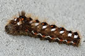 Attēlu rezultāti vaicājumam “Acronicta rumicis”