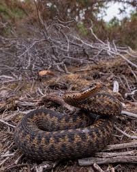 Attēlu rezultāti vaicājumam “Vipera berus”