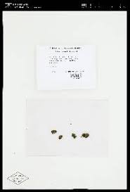 Attēlu rezultāti vaicājumam “Orthotrichum, Nyholmiella”