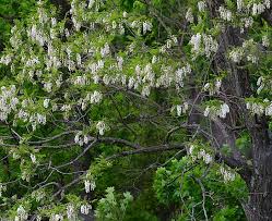Attēlu rezultāti vaicājumam “Robinia pseudoacacia”