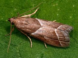 Attēlu rezultāti vaicājumam “Nyctegretis lineana”