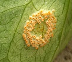 Attēlu rezultāti vaicājumam “Puccinia poarum”