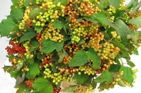 Attēlu rezultāti vaicājumam “Viburnum opulus fruit”