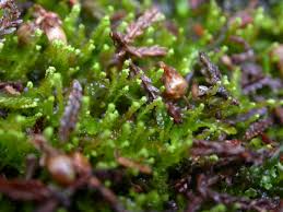 Attēlu rezultāti vaicājumam “Odontoschisma denudatum”