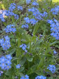 Attēlu rezultāti vaicājumam “Myosotis sylvatica leaf”