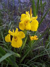 Attēlu rezultāti vaicājumam “Iris pseudacorus”