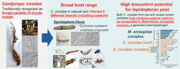 Attēlu rezultāti vaicājumam “Cordyceps polyarthra”