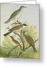 Attēlu rezultāti vaicājumam “Sylvia nisoria”