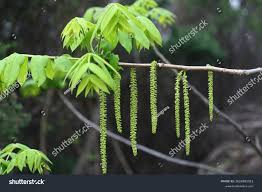 Attēlu rezultāti vaicājumam “Juglans mandshurica male flower”