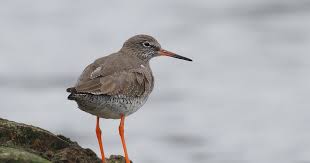 Attēlu rezultāti vaicājumam “Tringa totanus adult”