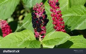 Attēlu rezultāti vaicājumam “Phytolacca acinosa fruit”