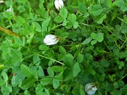 Attēlu rezultāti vaicājumam “Trifolium montanum leaf”