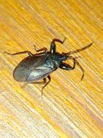 Attēlu rezultāti vaicājumam “Gastrodes grossipes”