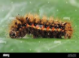 Attēlu rezultāti vaicājumam “Acronicta rumicis imago”