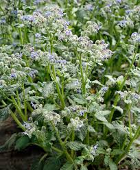 Image result for Borretsch